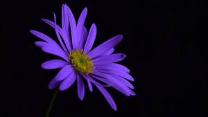 Black And Purple Aesthetic Aster Flower Wallpaper