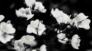 Black And White Aesthetic Blooming Flower Wallpaper