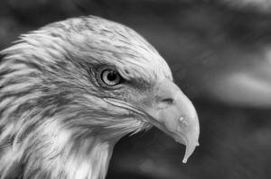 Black And White Aguila Side Portrait Wallpaper