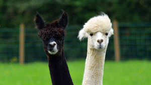 Black And White Alpacas Wallpaper