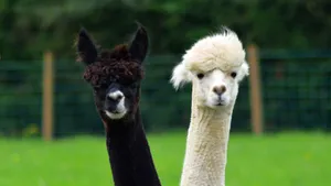 Black And White Alpacas Wallpaper