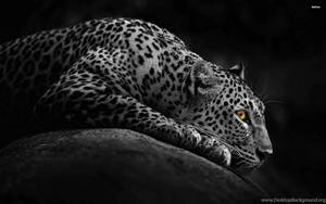 Black And White Animal Leopard Wallpaper