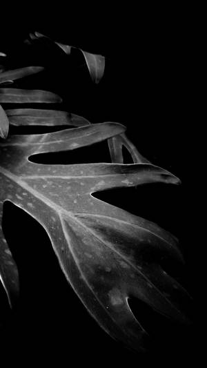 Black And White Art Leaf Wallpaper