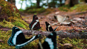 Black And White Butterflies Wallpaper