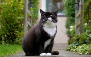 Black And White Cat Inside A Garden Wallpaper