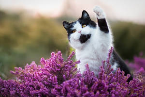 Black And White Cat Lavender Wallpaper