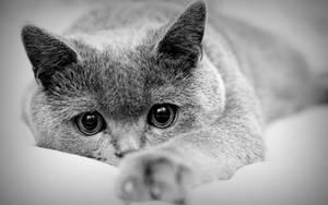 Black And White Cat Lies Down On Mattress Wallpaper