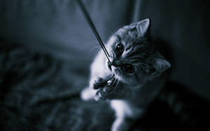 Black And White Cat Plays With A String Wallpaper