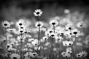 Black And White Daisy Aesthetic Computer Wallpaper