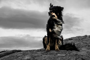 Black And White Dog In Dull Monochrome Wallpaper