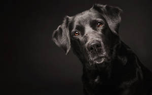 Black And White Dog With Well Groomed Fur Wallpaper