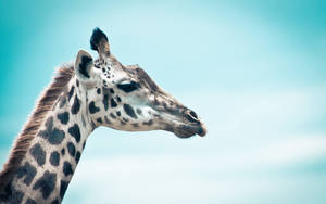 Black And White Giraffe's Head Wallpaper