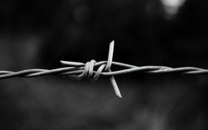 Black And White Hd Barbed Wire Wallpaper