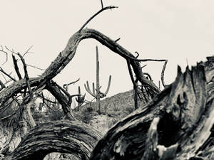 Black And White Hd Dried Trees Wallpaper