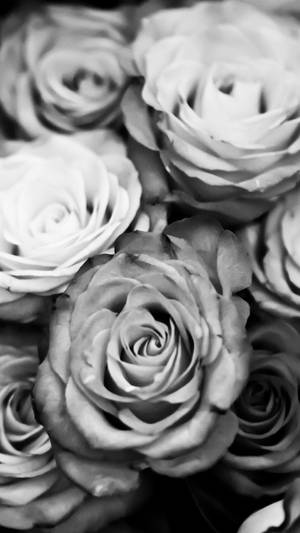 Black And White Iphone Roses Wallpaper