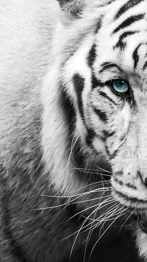 Black And White Iphone Tiger Wallpaper