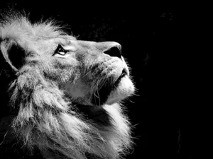 Black And White Lion Face Wallpaper