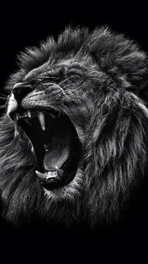 Black And White Lion Roaring Wallpaper