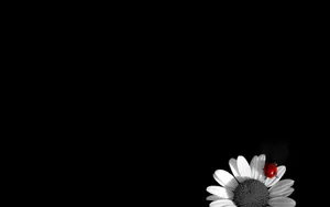 Black And White Pc Daisy With A Ladybug Wallpaper