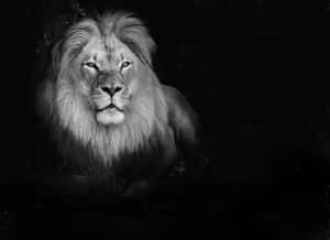 Black And White Sitting Lion Wallpaper