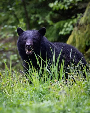 Black Animal In Meadows Wallpaper