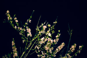 Black Background Baby's Breath Wallpaper