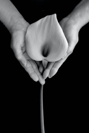 Black Background Calla Lily Wallpaper