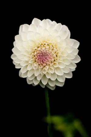 Black Background Dahlia Wallpaper