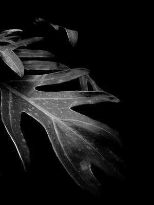 Black Background Fern Leaf Wallpaper