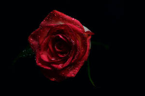 Black Background Red Rose Wallpaper