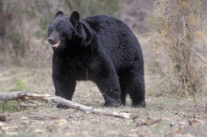 Black Bear Angry Charging Wallpaper