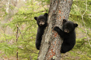 Black Bear Clinging To Tree Wallpaper