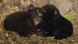 Black Bear Cuddling Wallpaper