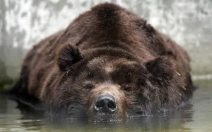 Black Bear Half Swimming Wallpaper