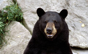 Black Bear Mouth Open Wallpaper