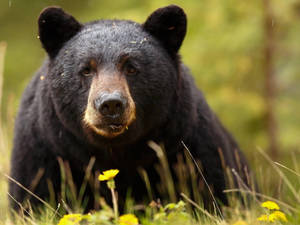 Black Bear Round Face Wallpaper