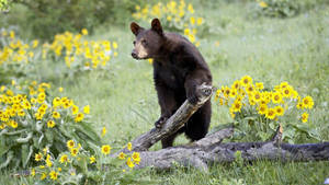 Black Bear Standing On Two Legs Wallpaper