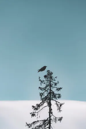 Black Bird Iphone Whatsapp Wallpaper
