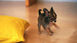 Black & Brown Baby Chihuahua Dog Wallpaper