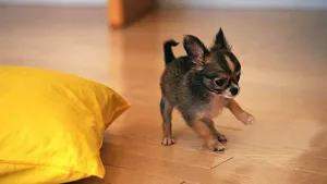 Black & Brown Baby Chihuahua Dog Wallpaper