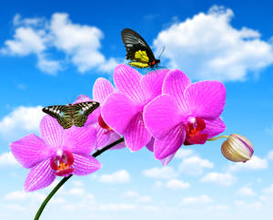 Black Butterflies On Pink Orchid Flowers Wallpaper