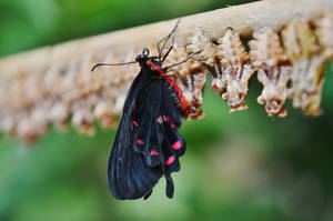 Black Butterfly Cocoon Wallpaper