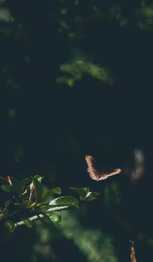 Black Butterfly Dark 4k Wallpaper