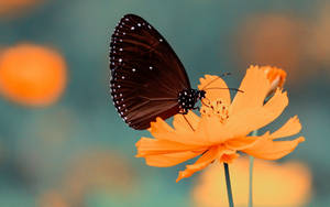 Black Butterfly On Flower Wallpaper