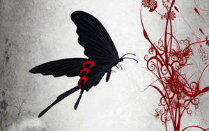 Black Butterfly Red Spots On Back Wallpaper