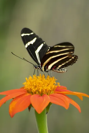 Black Butterfly With Stripes On Flower Wallpaper