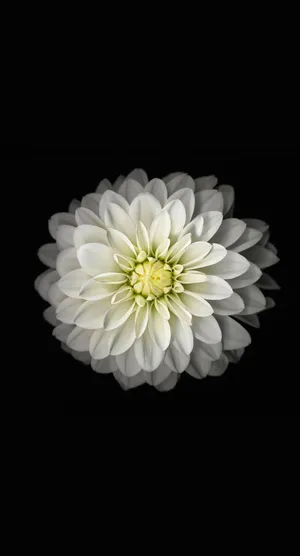 Black Canvas And White Dahlia Flower Iphone Wallpaper