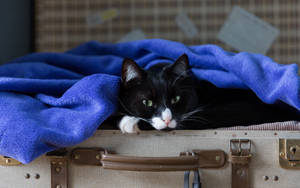 Black Cat Blue Blanket Wallpaper