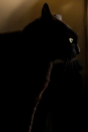 Black Cat On Dark Anime Wallpaper