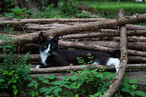 Black Cat Wood Pile Wallpaper